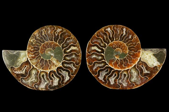 Sliced Ammonite Fossil - Agatized #114863